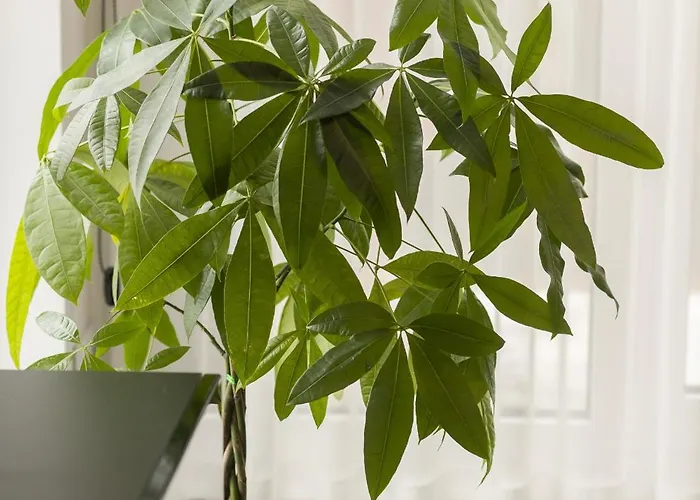 Lejlighed Milionowa Loft With Parking In By Renters *